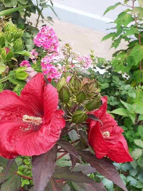  - HIBISCUS MOSCHETUOS