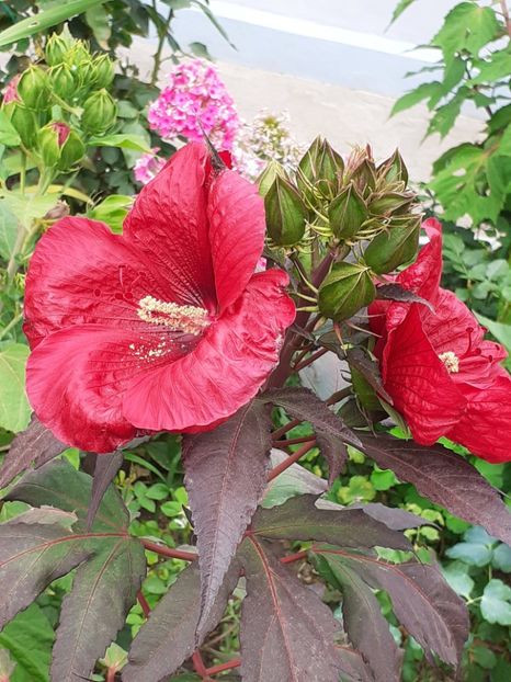  - HIBISCUS MOSCHETUOS