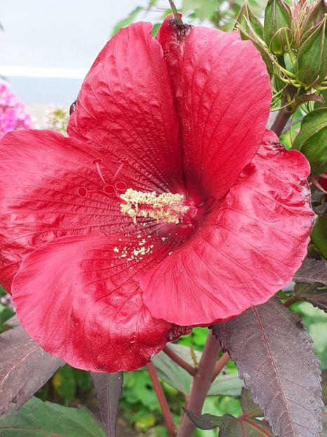  - HIBISCUS MOSCHETUOS