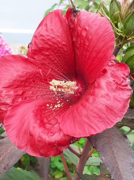  - HIBISCUS MOSCHETUOS