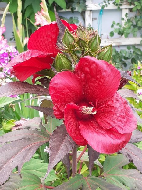  - HIBISCUS MOSCHETUOS
