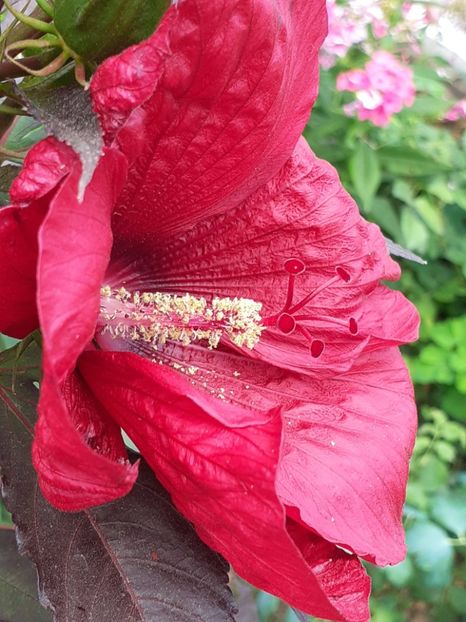  - HIBISCUS MOSCHETUOS