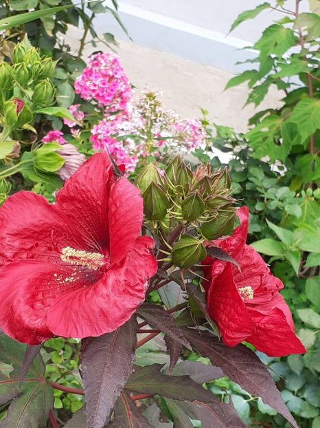 20250716_132829(0) - HIBISCUS MOSCHETUOS