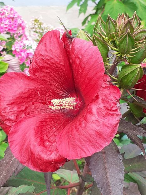  - HIBISCUS MOSCHETUOS