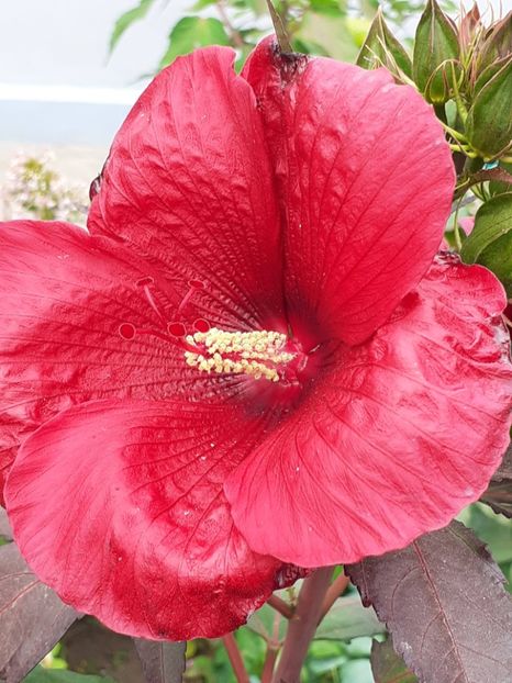  - HIBISCUS MOSCHETUOS