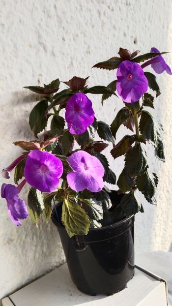  - 2025-BriD s Jolanda-nu o mai am