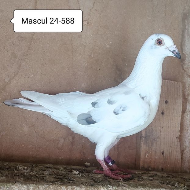 Mascul 24-588 - Alb pata