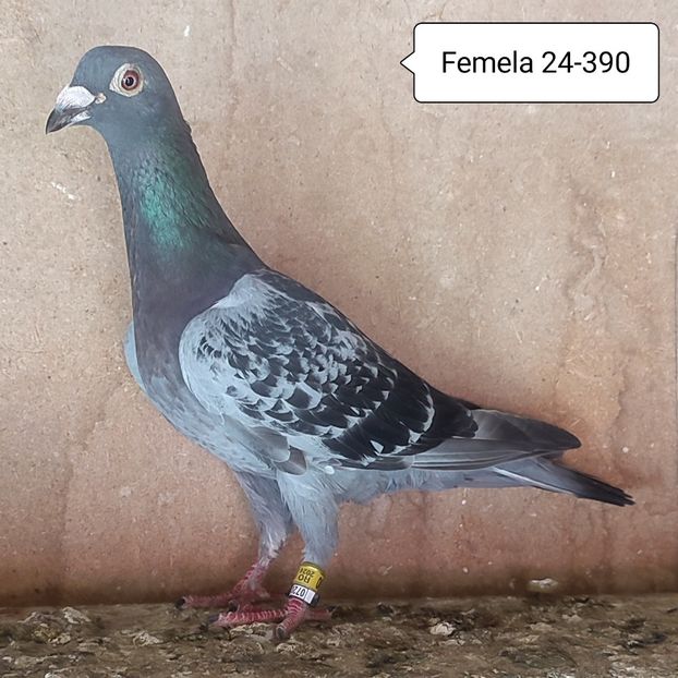 Femela 24-390 - Stropit