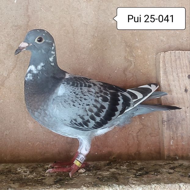 Pui 25-041 - Porumbei vanduti