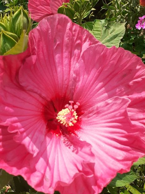 20250717_143305(0) - HIBISCUS MOSCHETUOS