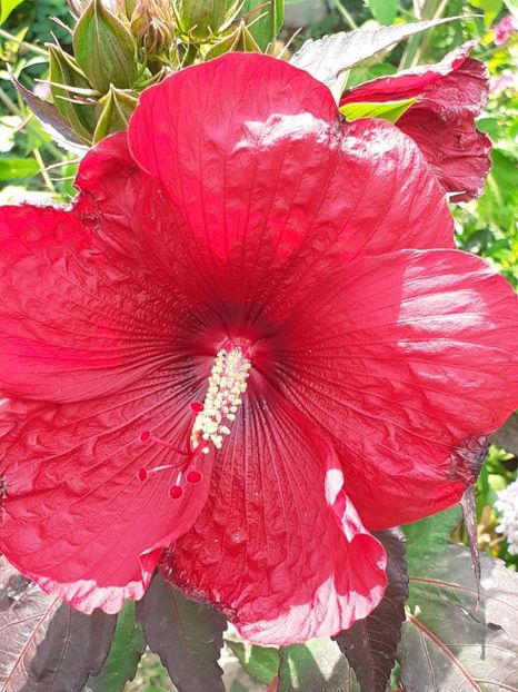  - HIBISCUS MOSCHETUOS