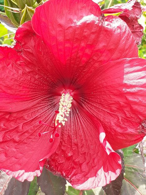  - HIBISCUS MOSCHETUOS