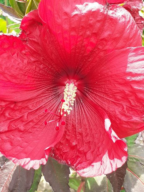  - HIBISCUS MOSCHETUOS