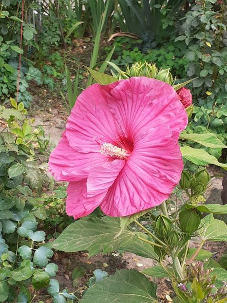  - HIBISCUS MOSCHETUOS