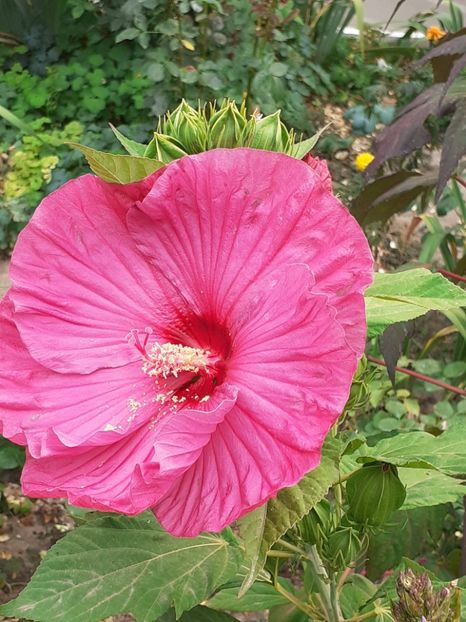  - HIBISCUS MOSCHETUOS