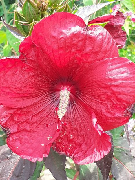 - HIBISCUS MOSCHETUOS