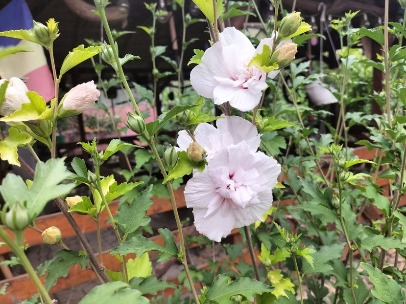 IMG20250717151900 - vara 2025