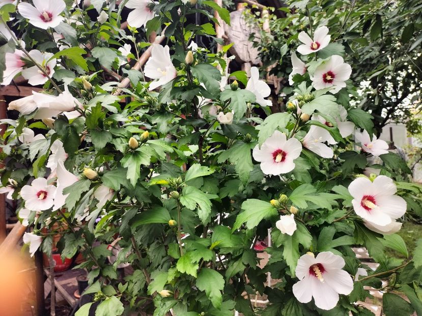 IMG20250717131501 - vara 2025