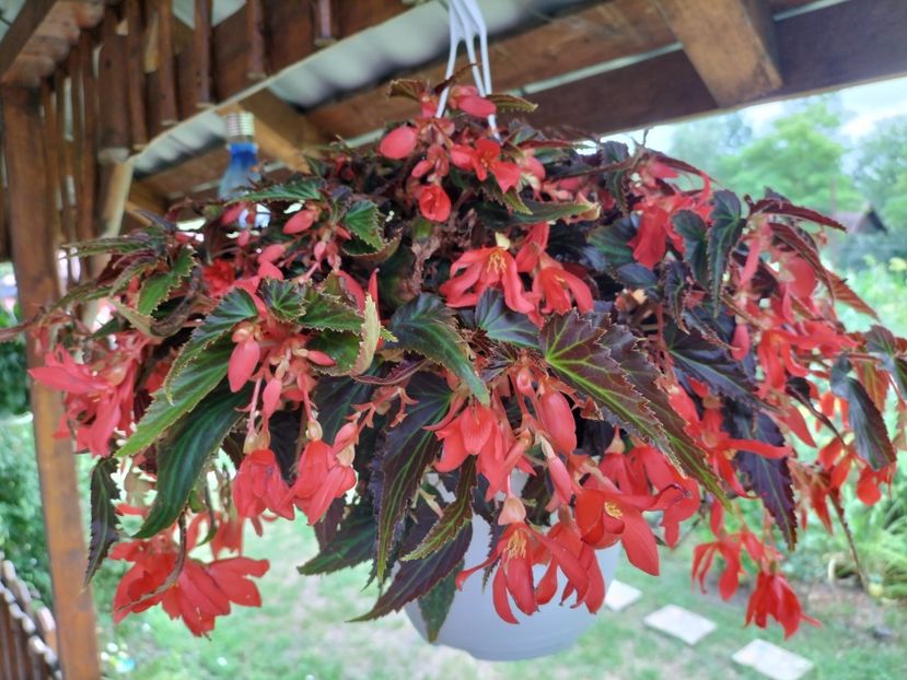 IMG20250717131424 - vara 2025