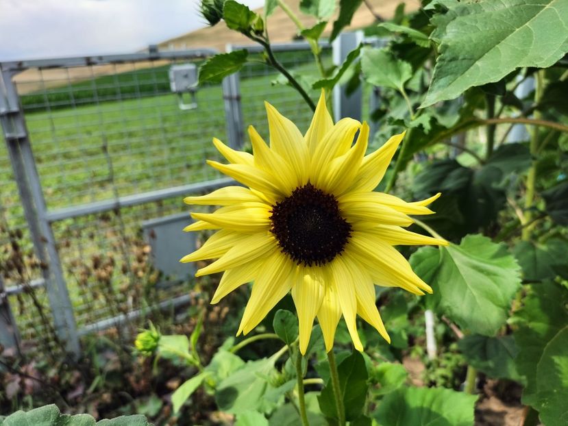 IMG20250715153844 - vara 2025