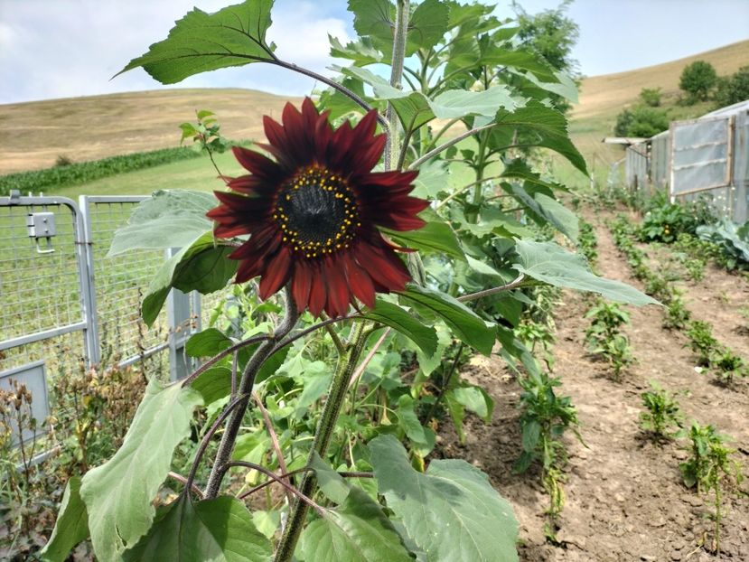 IMG20250715153836 - vara 2025