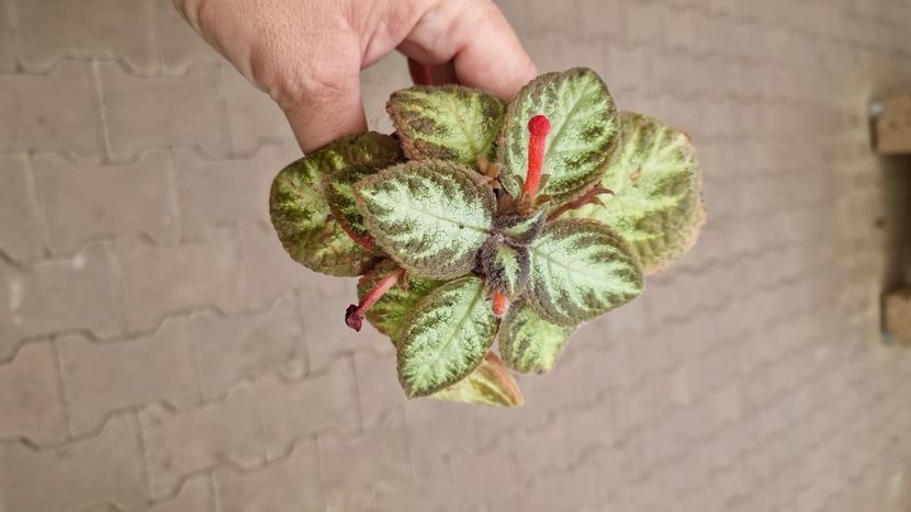 IMG-2025.07.16 - Episcia Pink Panther