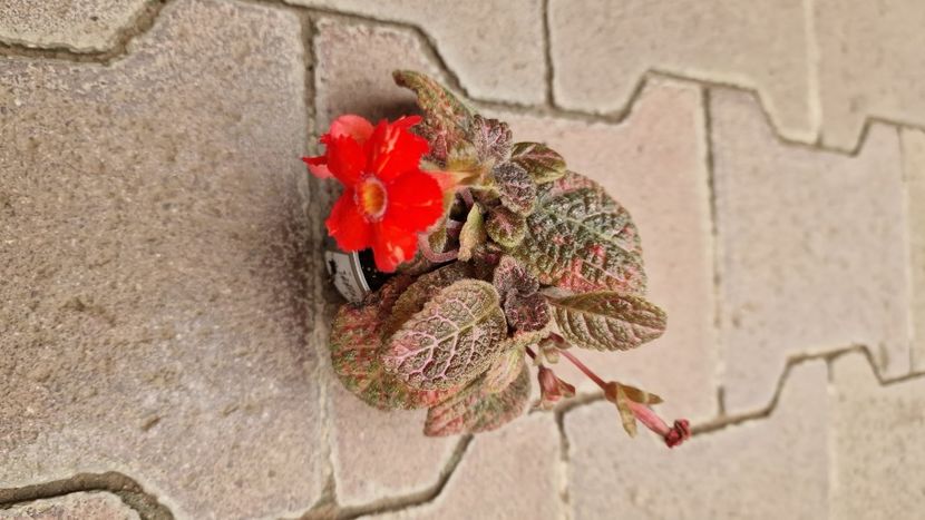 IMG-2025.07.16 - Episcia Pink Panther