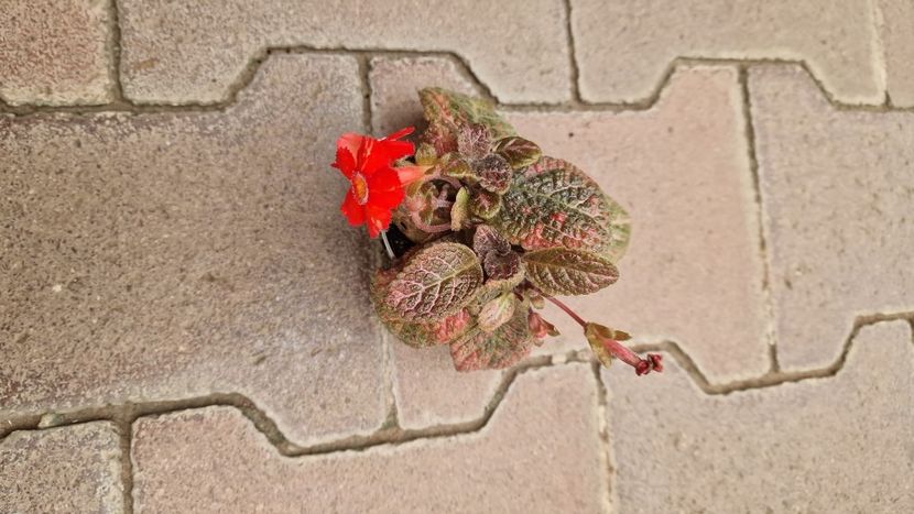 IMG-2025.07.16 - Episcia Pink Panther