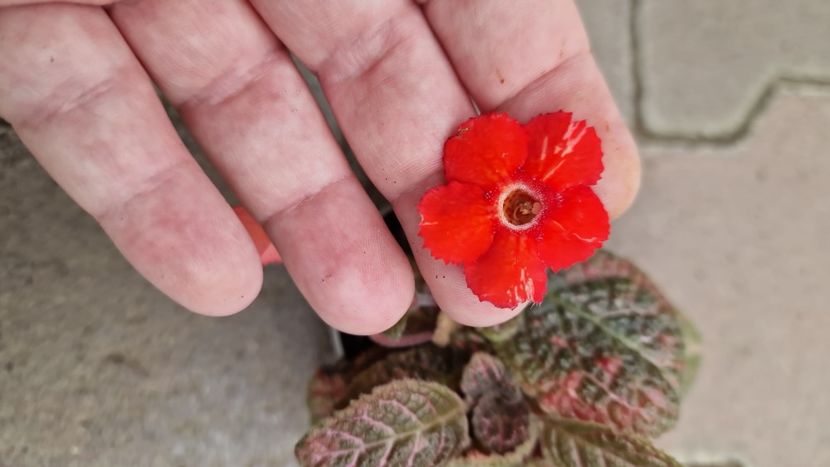 IMG-2025.07.16 - Episcia Pink Panther