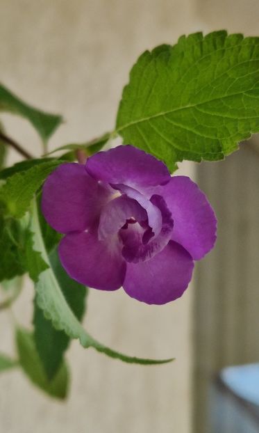 Brids Sarina - Achimenes 2025