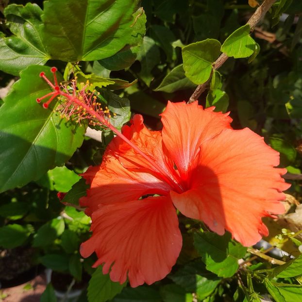 17.07.2025 - HIBISCUSI 2025-3