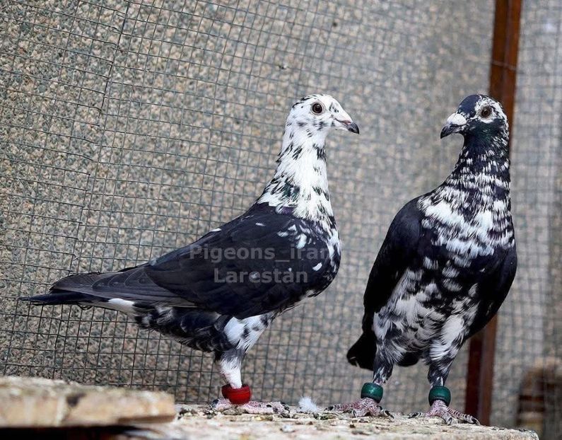  - Nu îmi aparțin 9