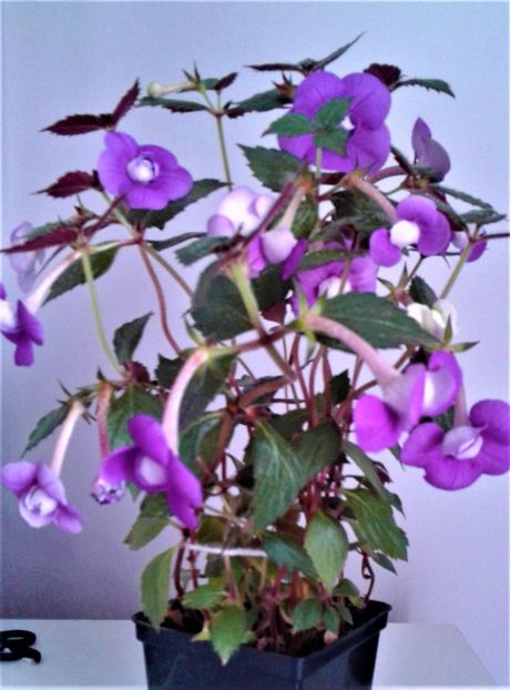  - 000014 ACHIMENES