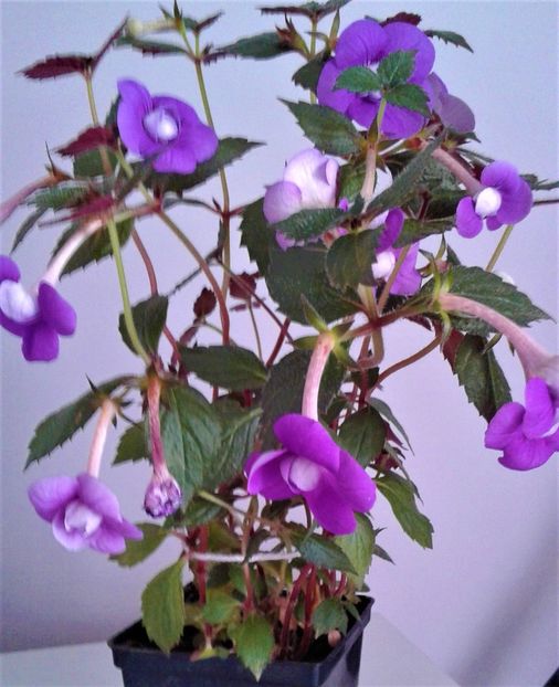  - 000014 ACHIMENES