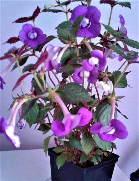  - 000014 ACHIMENES