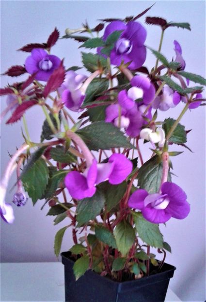  - 000014 ACHIMENES