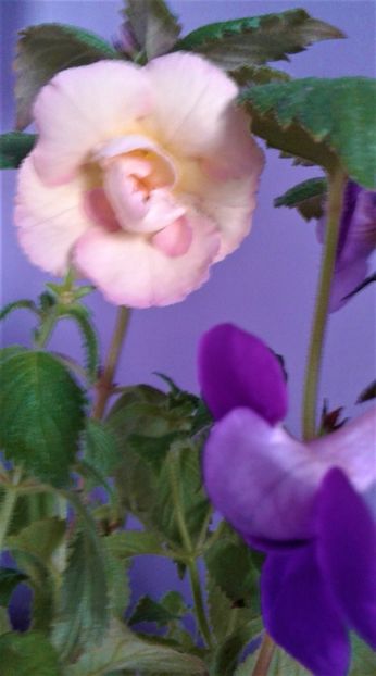  - 000014 ACHIMENES
