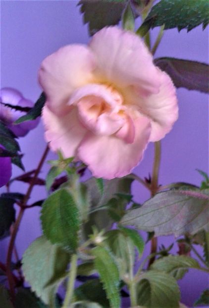  - 000014 ACHIMENES