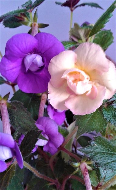  - 000014 ACHIMENES