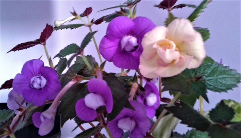  - 000014 ACHIMENES