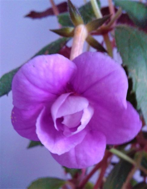  - 000014 ACHIMENES