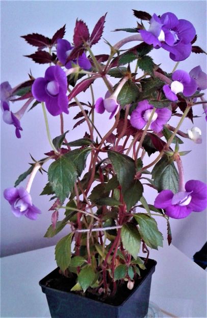  - 000014 ACHIMENES