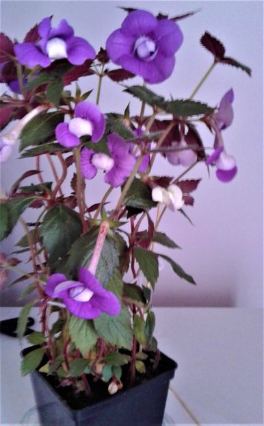  - 000014 ACHIMENES