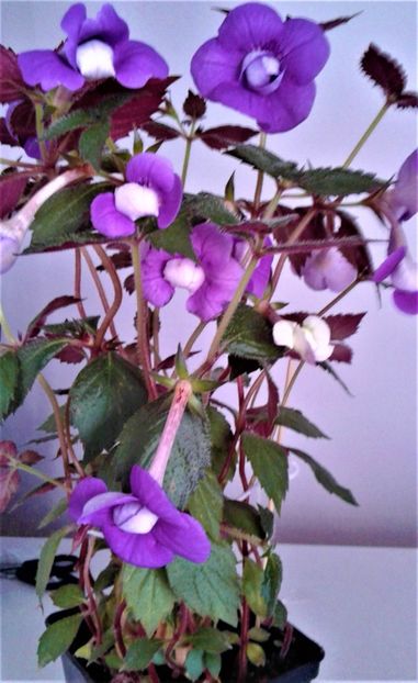  - 000014 ACHIMENES