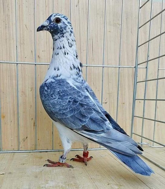  - Nu îmi aparțin 9