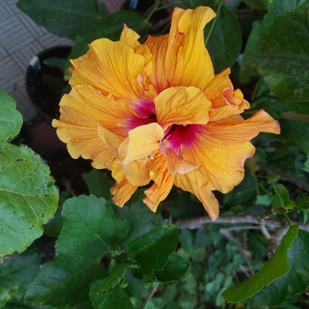  - HD 2180-Rhea s Orange