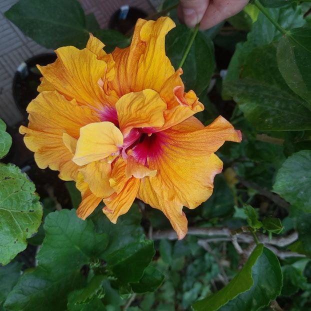  - HD 2180-Rhea s Orange