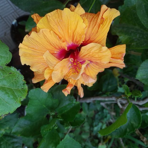  - HD 2180-Rhea s Orange