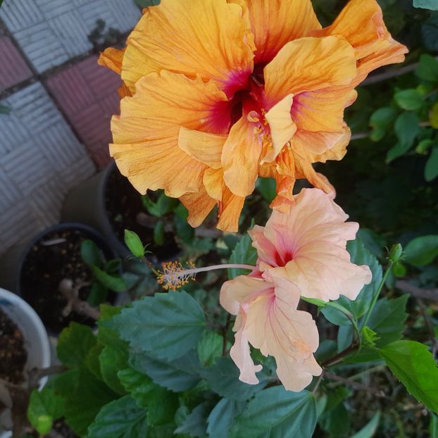  - HD 2180-Rhea s Orange