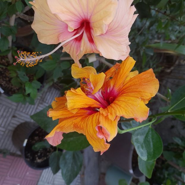  - HD 2180-Rhea s Orange